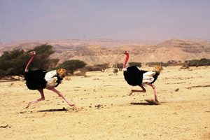 חי בר יוטבתה- דרום